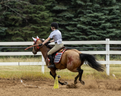 2022-6-26-Sunday-Horse-trial-1034