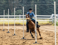 2022-6-26-Sunday-Horse-trial-520