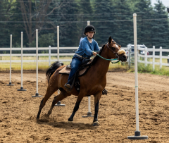 2022-6-26-Sunday-Horse-trial-521