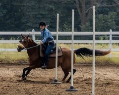 2022-6-26-Sunday-Horse-trial-529