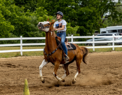 2022-6-26-Sunday-Horse-trial-928