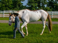 2021-8-31-9-1-CAYLIE-HORSE-SHOW-MILFORD-029