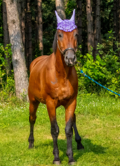 2021-8-31-9-1-CAYLIE-HORSE-SHOW-MILFORD-036