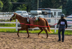 2021-8-31-9-1-CAYLIE-HORSE-SHOW-MILFORD-038