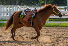 2021-8-31-9-1-CAYLIE-HORSE-SHOW-MILFORD-040