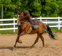 2021-8-31-9-1-CAYLIE-HORSE-SHOW-MILFORD-048