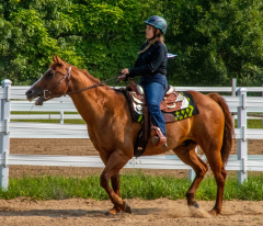 2021-8-31-9-1-CAYLIE-HORSE-SHOW-MILFORD-064