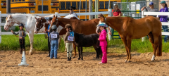 2021-8-31-9-1-CAYLIE-HORSE-SHOW-MILFORD-069