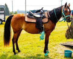 2021-8-31-9-1-CAYLIE-HORSE-SHOW-MILFORD-448