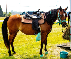 2021-8-31-9-1-CAYLIE-HORSE-SHOW-MILFORD-449