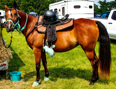 2021-8-31-9-1-CAYLIE-HORSE-SHOW-MILFORD-451