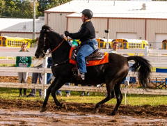 9-25-Horse-Meet-at-Milford-452